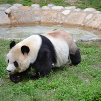 ふつうにパンダ