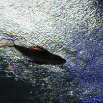 2012-03-30・新江ノ島水族館