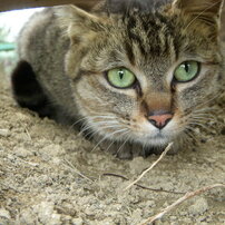 NIKON(ニコン)のデジタルカメラCOOLPIX S50 で撮影した写真(画像)一覧