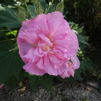 酔芙蓉の一日