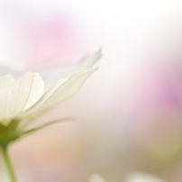 Macro gift *;.;.:*