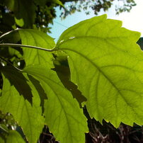 PANASONIC(パナソニック)のデジタルカメラDMC-LC40 で撮影した写真