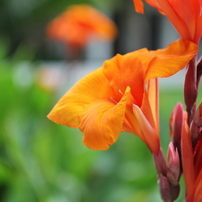ＦＬＯＷＥＲ