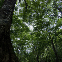 白神山地の写真 画像 写真集 写真共有サイト Photohito