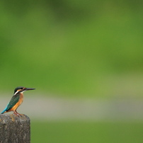 カワセミ