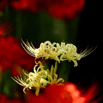 曼珠沙華2012 巾着田