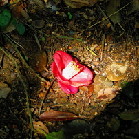 春の花たち。2012年、Ｆｕｋｕｏｋａ　City。
