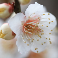 春の花たち（２）：２０１２年、Ｆｕｋｕｏｋａ　Ｃｉｔｙ。