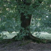 useing@27 f4 zoom