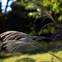 初秋：市営植物園