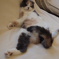 猫　-面白ポーズ-