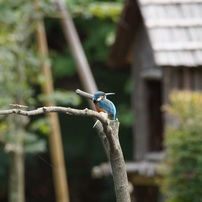 カワセミとトンボ