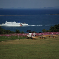 コスモスの島：能古島