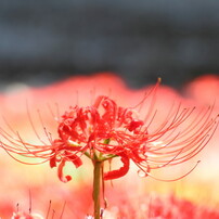 巾着田曼珠沙華まつり・最終日