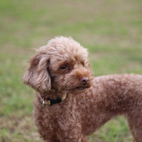 トイ・プードルの写真(画像)・写真集 - 写真共有サイト:PHOTOHITO