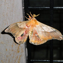 Insects