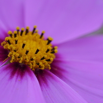 秋桜