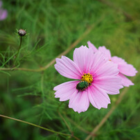 花が美しいのも、こういうお客の訪問を歓迎しているからだ