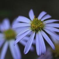 Macro