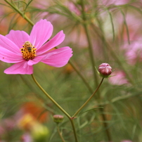 秋桜と蜂
