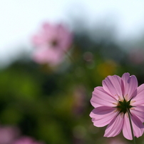 useing@31 100macro