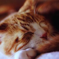 ねこネコ猫