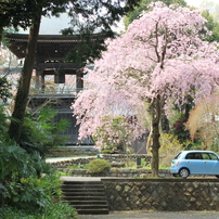 北山公園のさくら