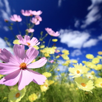 花の彩り