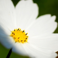 コスモスを求めて