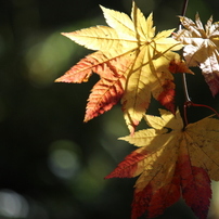 autumn color***