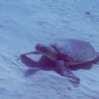 Diving in KAKEROMA