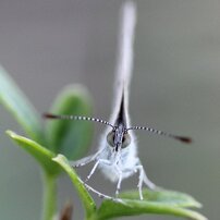 命に無駄なものは無い。虫けらと呼ばれる彼らの姿に教えられる。