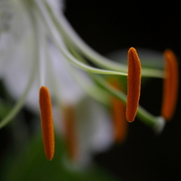 F/2MACRO