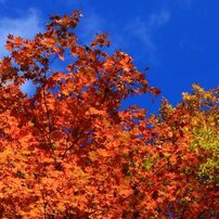 福島の紅葉2012