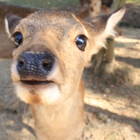 バンビちゃんのご挨拶