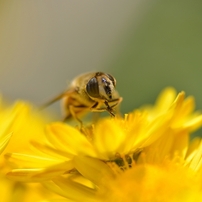 Honeybee 2012
