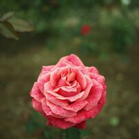 Autumn rose ⅡⅩ