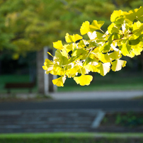 GINKGO 2012