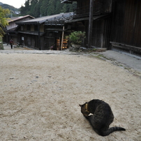 宿場猫