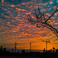 Landscape6