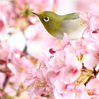 目白のお花見