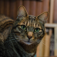家の猫3