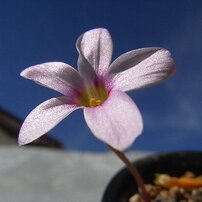 Oxalis engleriana