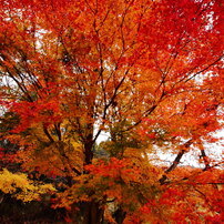 晩秋の紅葉