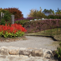 秋の花園