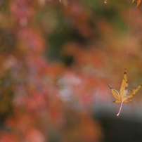 京都南禅寺　紅葉もみじ