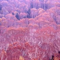 MAMIYA(マミヤ)のレンズ Mamiya KL 250mm F4.5L-A で撮影した写真(画像