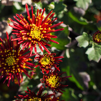 Flowers5