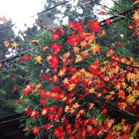 紅葉