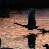 SWAN 2012-13